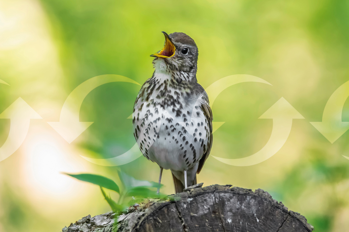 photo oiseau chantant